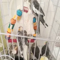 عروس هلندی نر و ماده