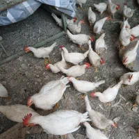 خروس های جوان مال امسال هستن