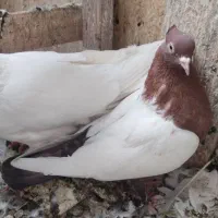 ماده رنگی