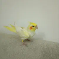 عروس هلندی