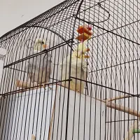 عروس هلندی سخنگو جفت نرو ماده بالغ همراه قفس وسایل