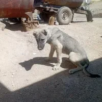 توله سگ اصل نژاد سرابی 4ماهه