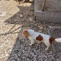 فروش‌ویامعاوضه