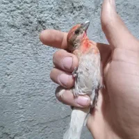 سهره نر گاوی درشت