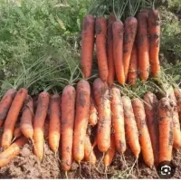 جویای کار هستیم هرکی کی سراغ داره پیام بده