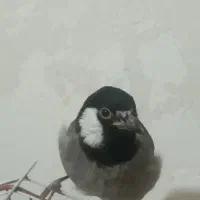 مرغ عشق