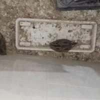 بلدرچین