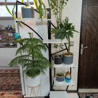 استند گل