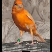 کمربند سفید .قناری بخوان