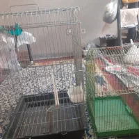 فروش قفس.کاسکو ومرغ عشق