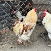 خروس برهما