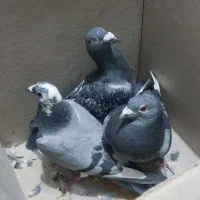 کبوتر پلاکی