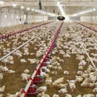 نیازمند کارگر مرغداری گوشتی صنعتی بیست هزار قطعه ی