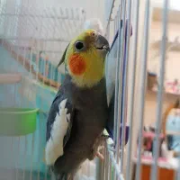 یک عدد عروس هلندی