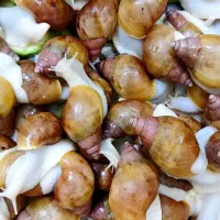 فروش حلزون آچاتینا آلبینو