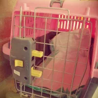 باکس حمل گربه و سگ