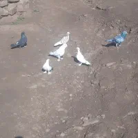 کفتر لوتی و پرشی اوچان