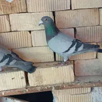 کبوتر