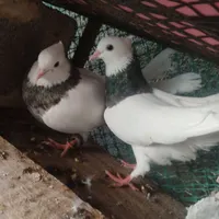 کبوتر الماسی