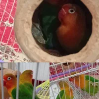 یک جفت کوتوله