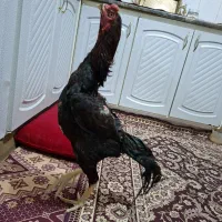 خروس لاری