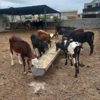 چندراس گوسا له دورگ محلی