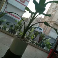 گل طبیعی|گل و گیاه طبیعی|زابل, |دیوار