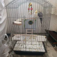 عروس هلندی وقفسه