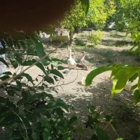 قوغاز|حیوانات مزرعه|ملایر, |دیوار
