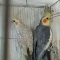 عروس هلندی