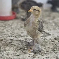 جوجه مرغ و خروس برهما
