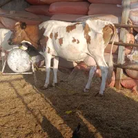 گاو جرسی با گوساله ماده هلشتاین 7شیر