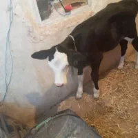 فروش گوساله