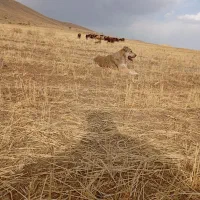 سگ سرابی|سگ|ملایر, |دیوار