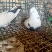 کبوتر دم سیاه