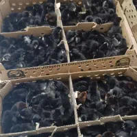 جوجه بلک استار / مشکی
