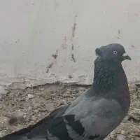 سبز نر اسطوره