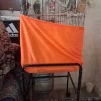 عروس هلندی نر وماده باقفس وپایه