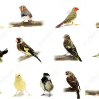واگذاری، نگهداری، خرید پرنده