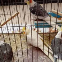فروش جوجه عروس هلندی