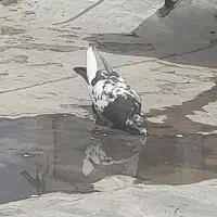 سینه ای مادا
