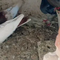 کبوتر|پرنده|نیشابور, باغ نو|دیوار