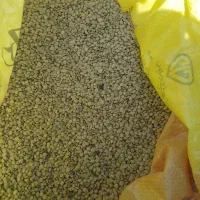 عدس خوب ۲۲