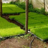 تیم نشا هاشمی درجه یک