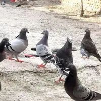 کبوتر مسافتی پلاکی