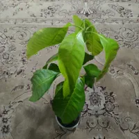 انواع قلمه انبه و گل و گیاه