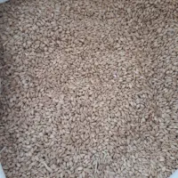 فروش گندم