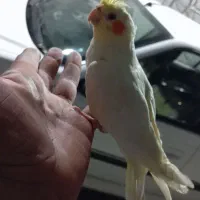 طوطی اهلی چشم شرابی وزعفرانی