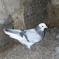 کبوتر ماده شازده