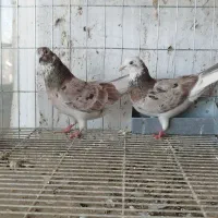 کبوتر سرور، پرشی کاشونی بالا 7 ساعت